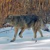 Coyotes "Are Crossing The Line" In Westchester